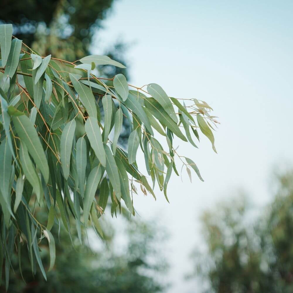 Soin des pieds aux extraits d’Eucalyptus - Reapedi