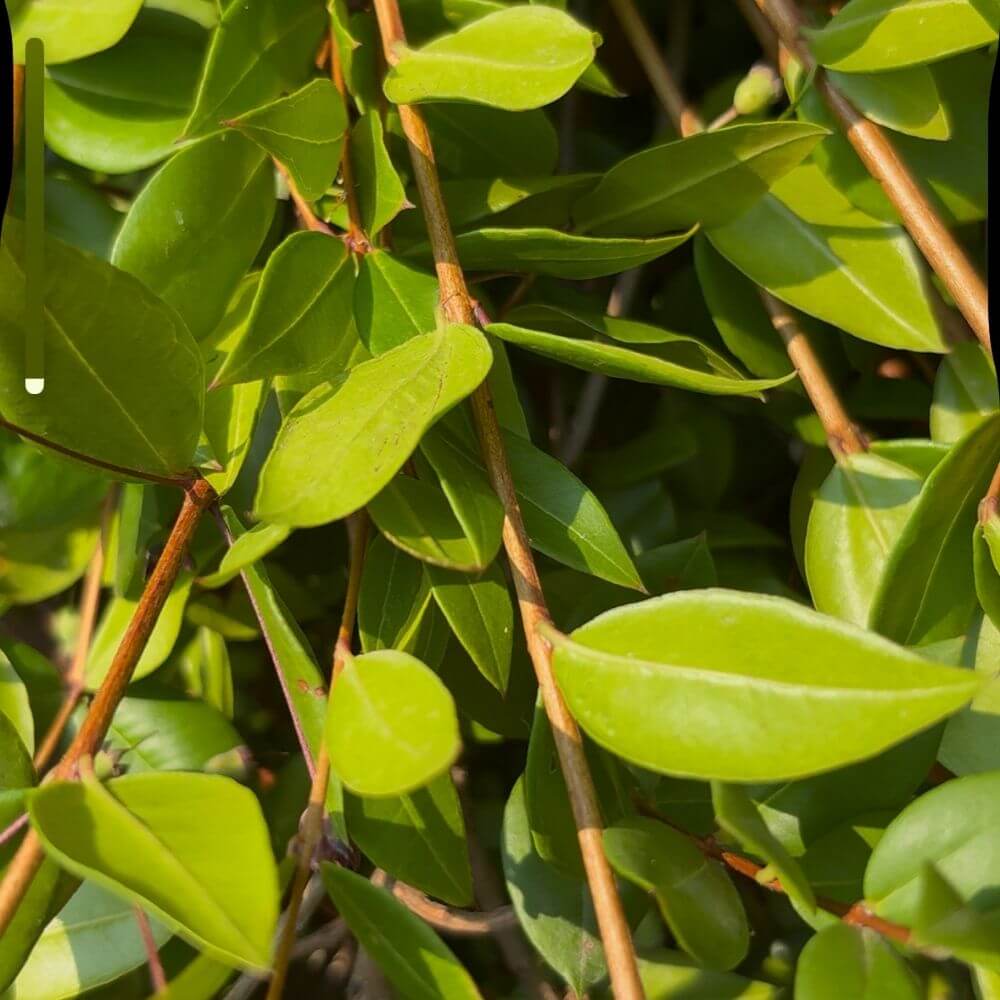 Hydrolat de Myrte Sauvage – Purifiant & astringent