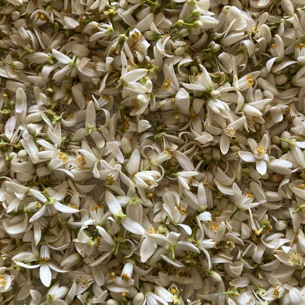 Lait douceur au nectar de Fleurs d'oranger - Readouceur