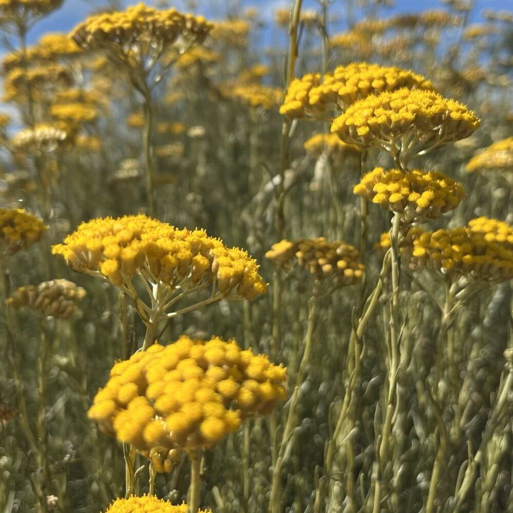 Sérum du soir nutritif yeux et lèvres à l’Immortelle - Reanutri