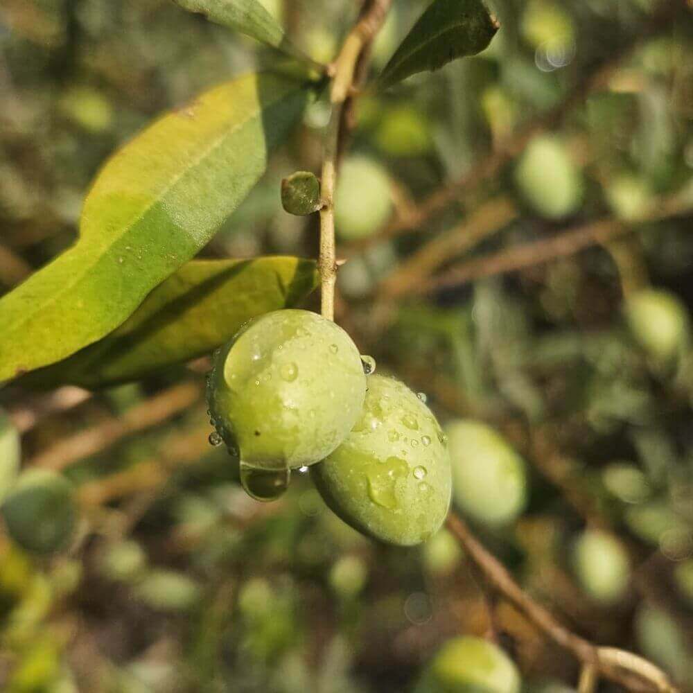Crème nourrissante à l’Olive pour peaux sèches - Confort Visage