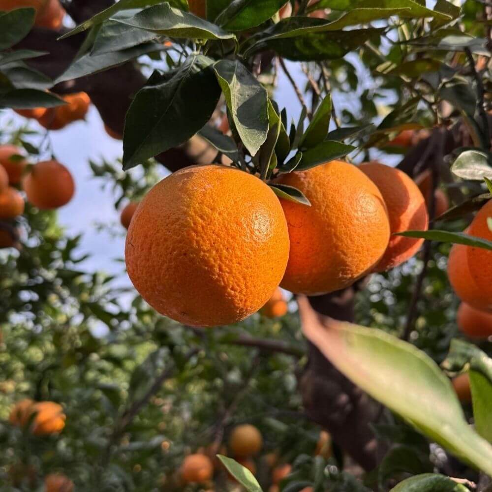 Fluide à l’Orange pour peau mixte à grasse - Equilibre visage