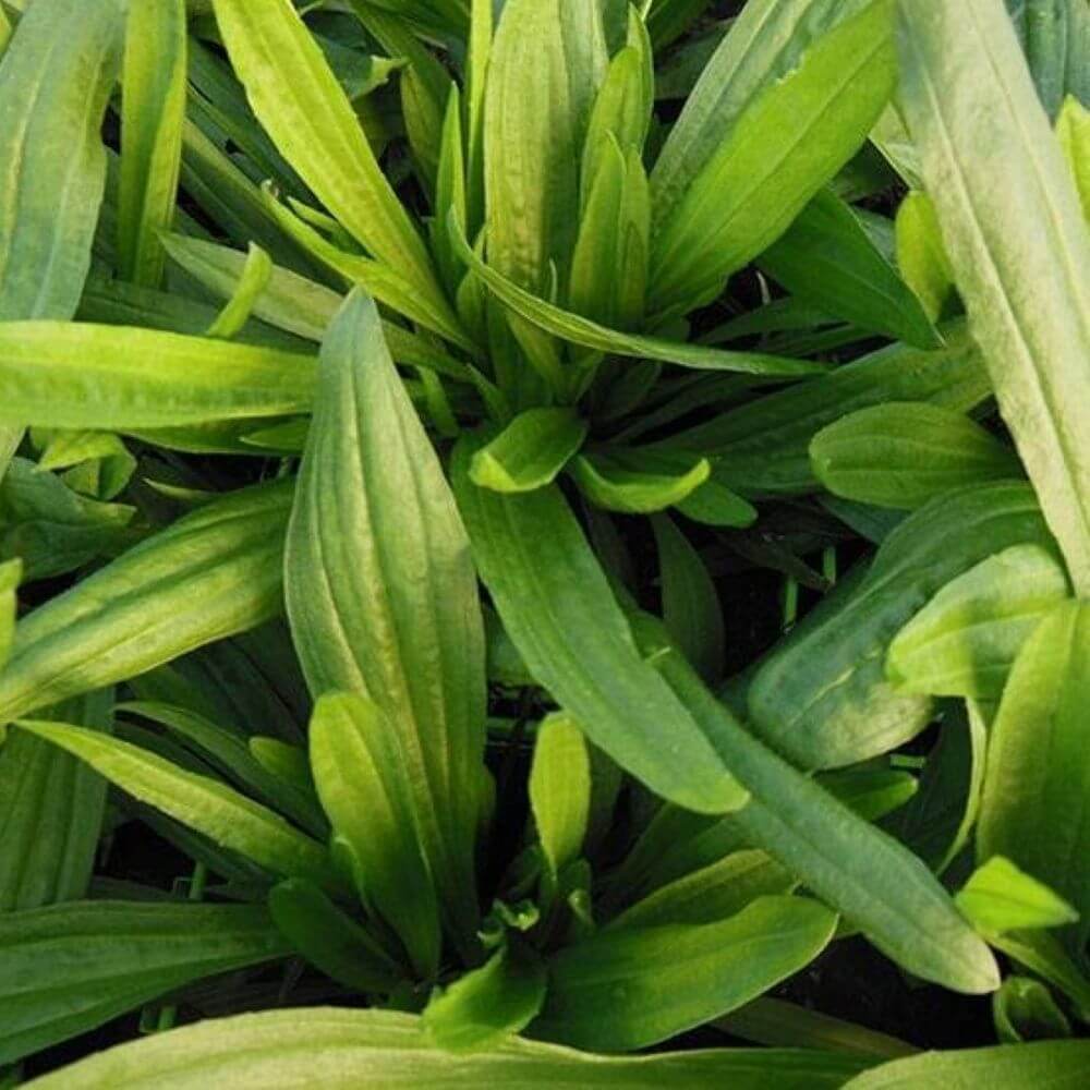 Soin apaisant au Plantain lancéolé pour piqûres & irritations - Reacalm